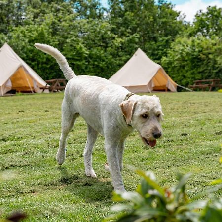 Bell Tent Glamping At Marwell Resort 윈체스터 외부 사진