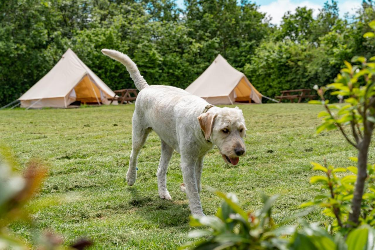 Bell Tent Glamping At Marwell Resort 윈체스터 외부 사진